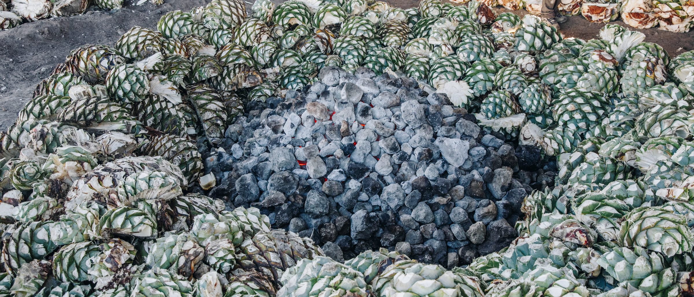 Agave piñas arranged around the hot stones of an earthen oven